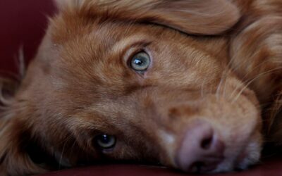 La Pet Therapy